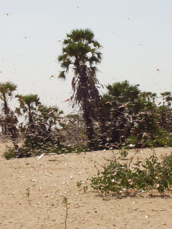 Original image
