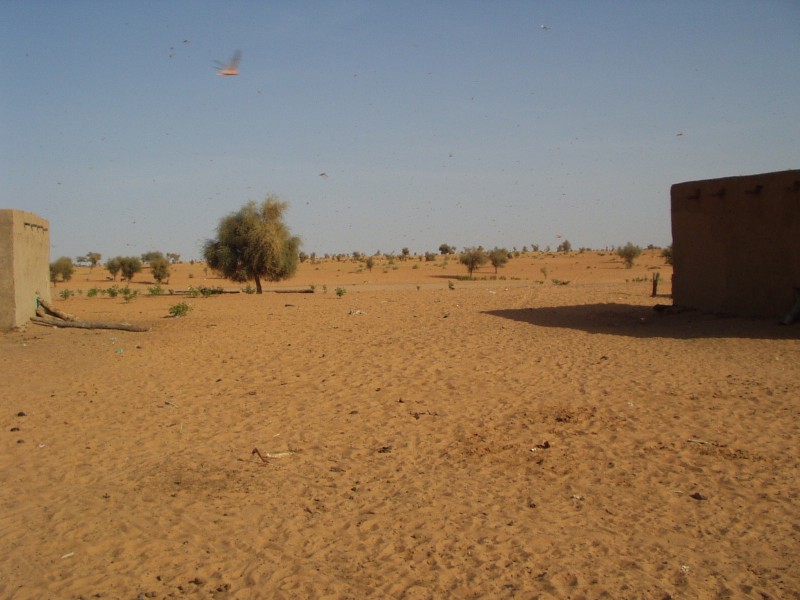 Original image