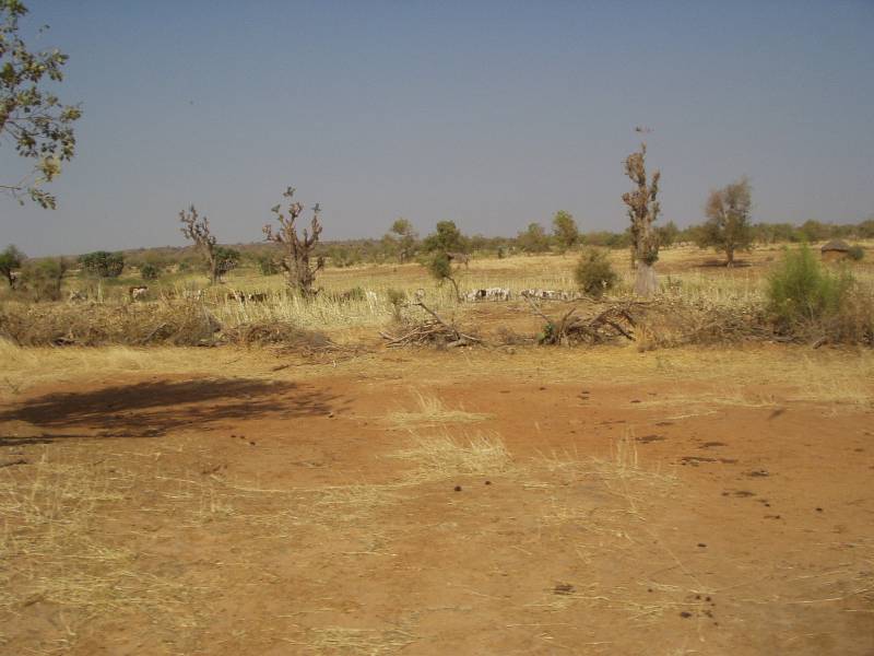Original image