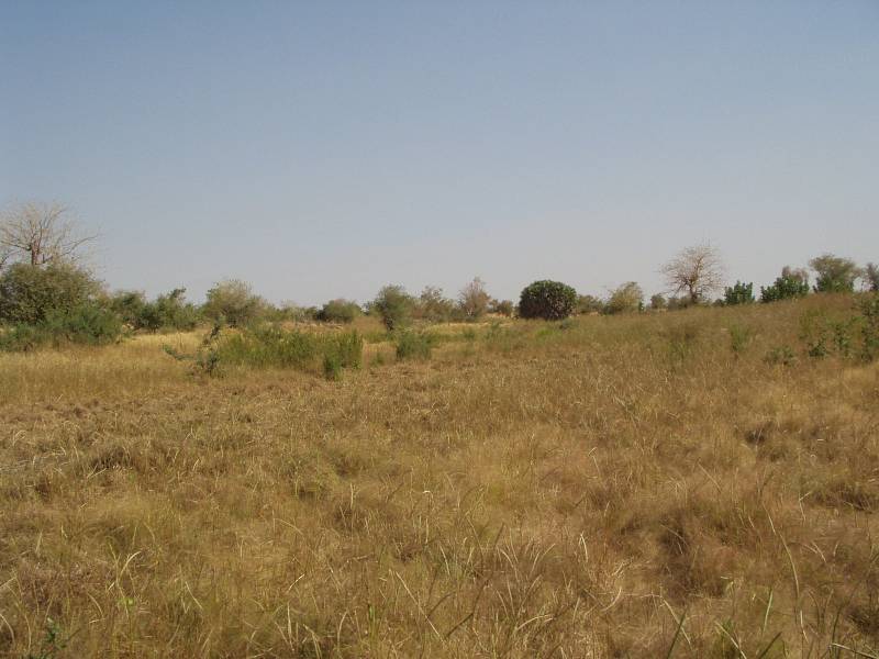 Original image
