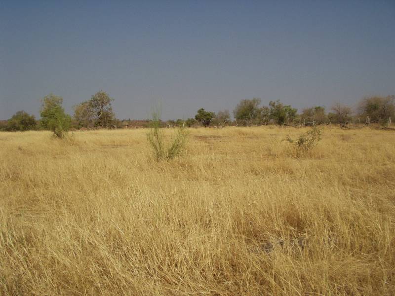 Original image